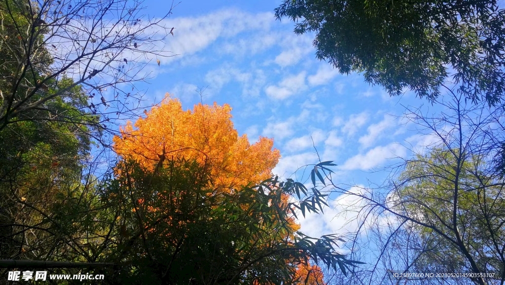 蓝天大树
