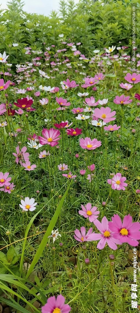 小花海