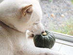 狗