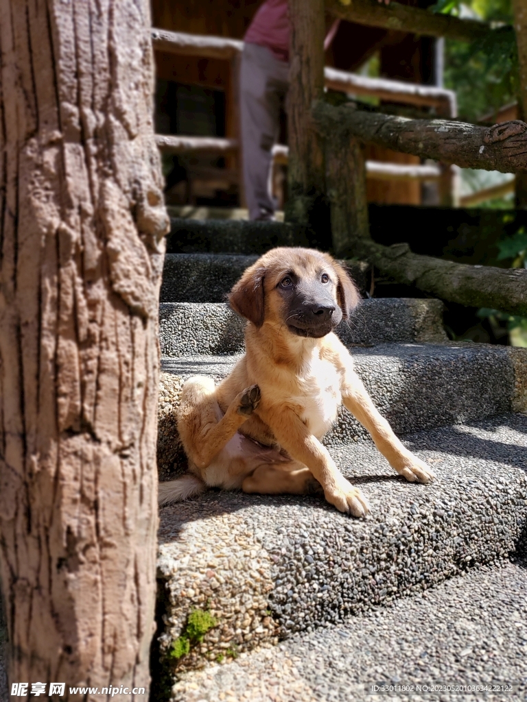 狗