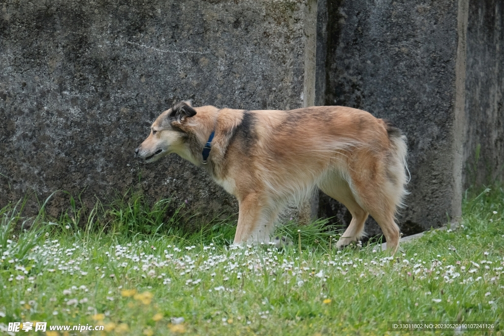 狗