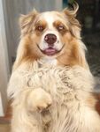 狗