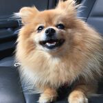 狗