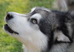 狗