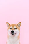 狗