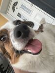 狗