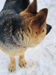 狗
