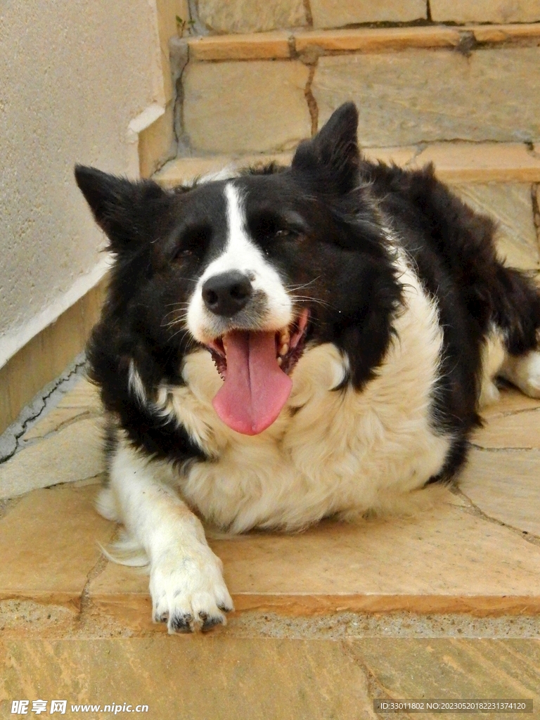狗