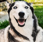 狗