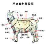 羊肉分割图