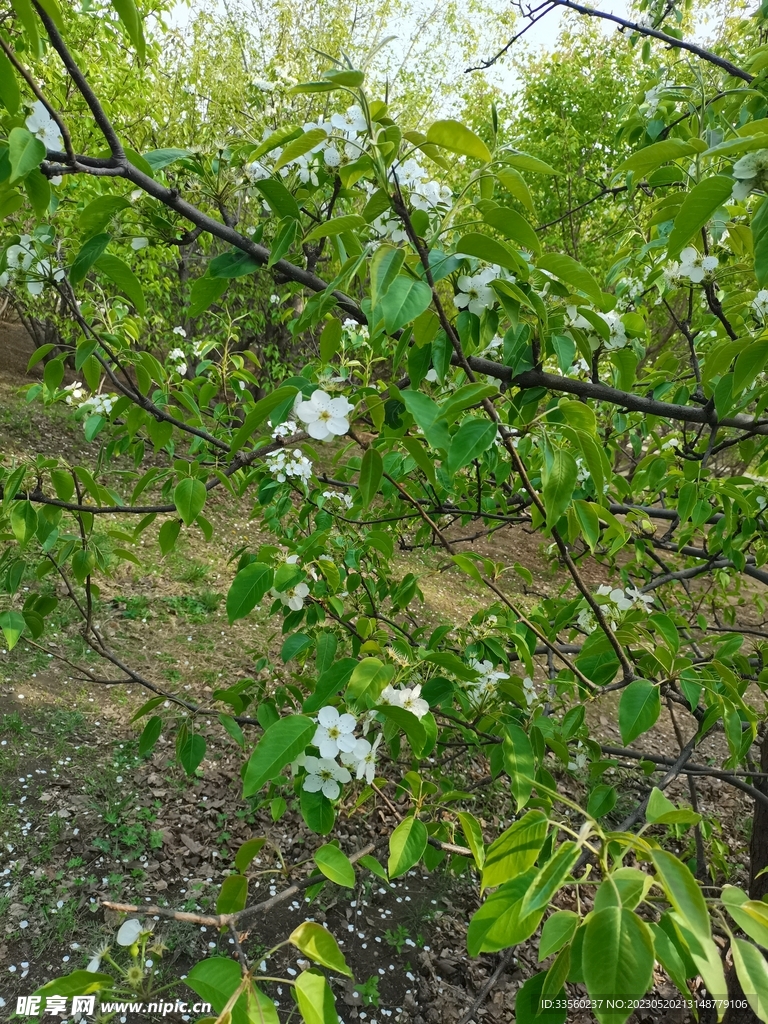 落英缤纷密林梨花