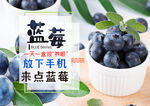 蓝莓 海报 水果