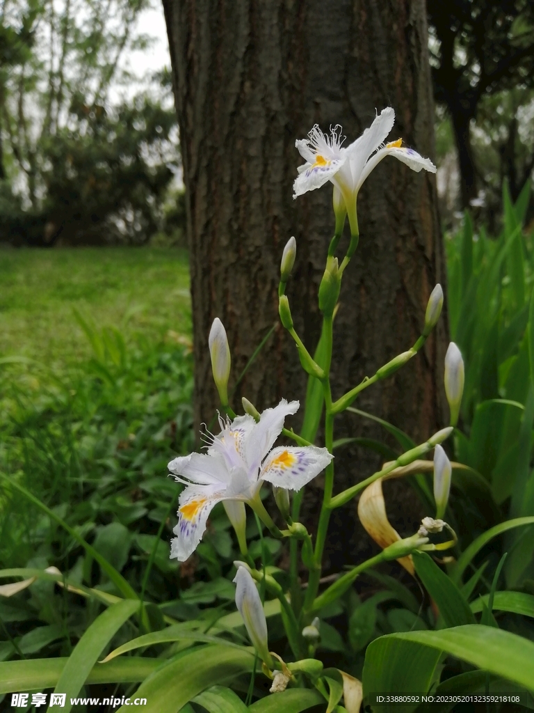 鸢尾花