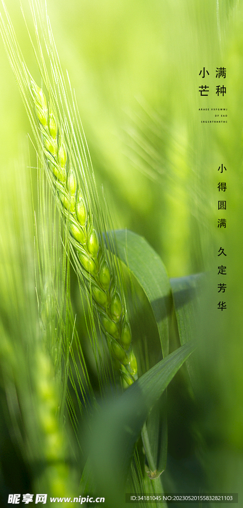 小满芒种24节气