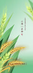 小满芒种海报