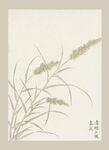 传统节气花卉