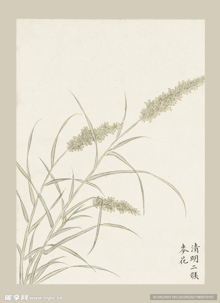 传统节气花卉
