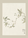 传统节气花卉