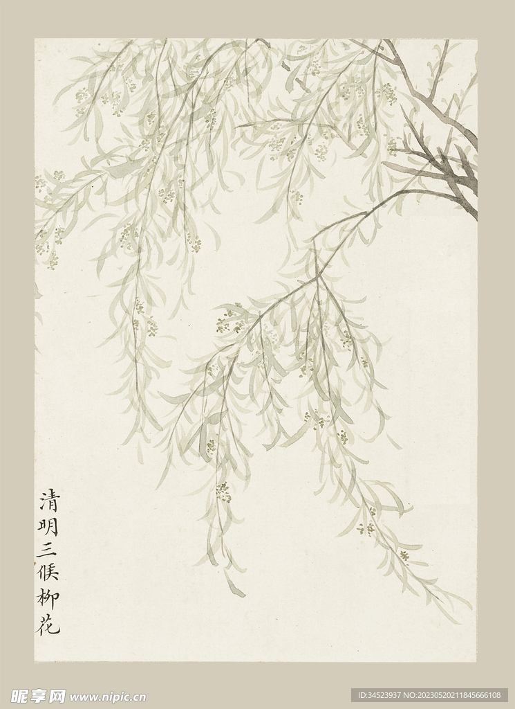 传统节气花卉