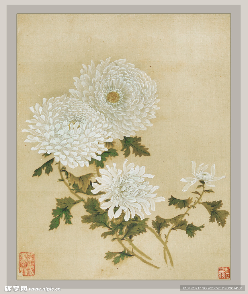 国画菊花系列