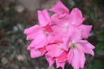 月季花