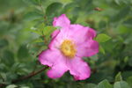 缫丝花