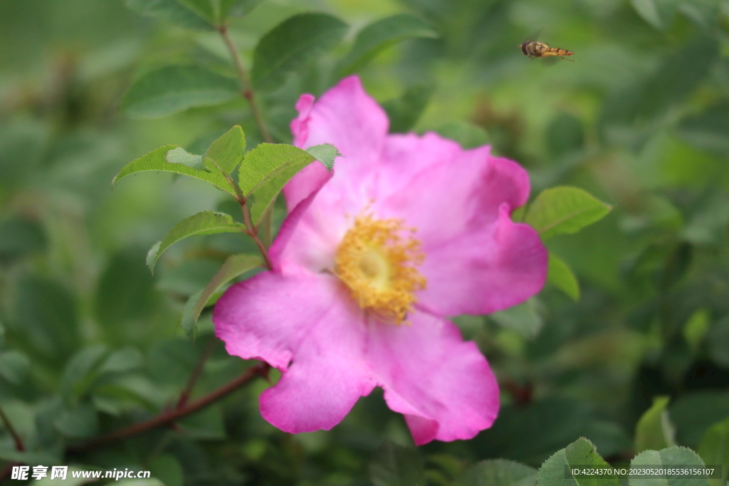 缫丝花