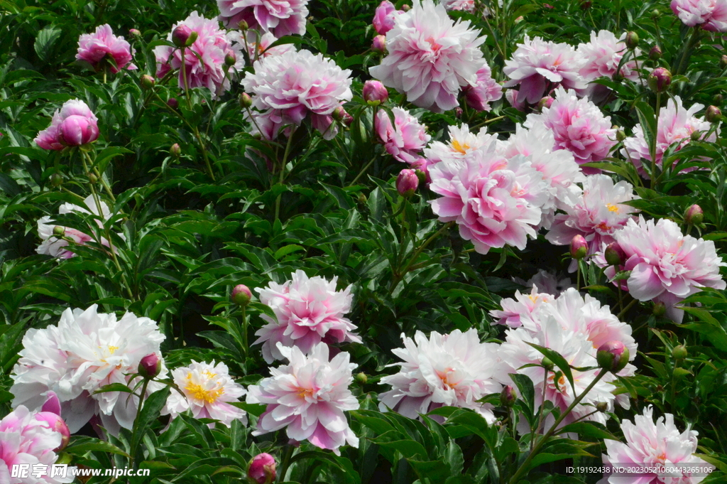 芍药花 
