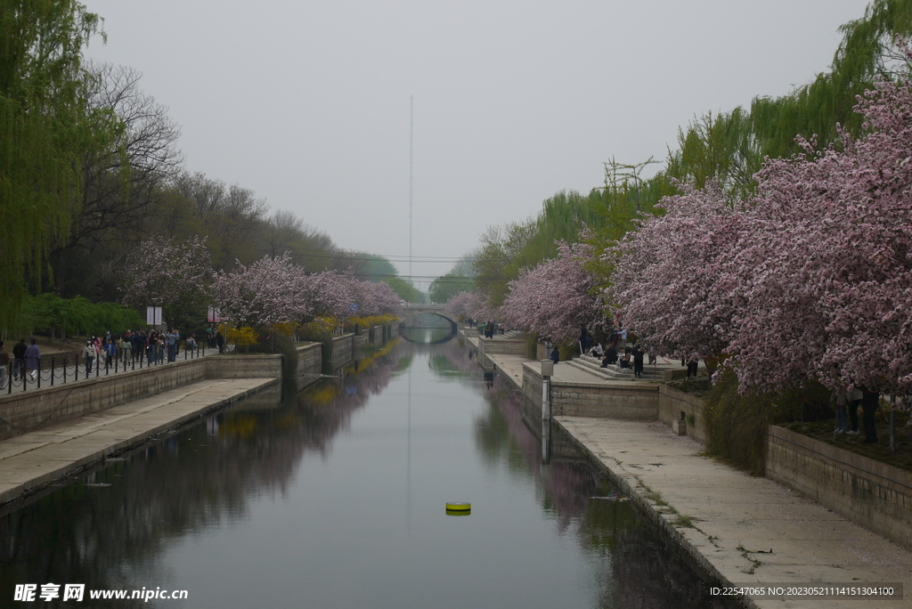 河边的樱花