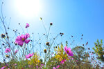 格桑花
