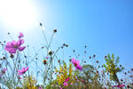 格桑花