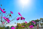 格桑花