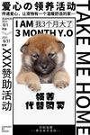 领养代替购买爱心公益活动海报