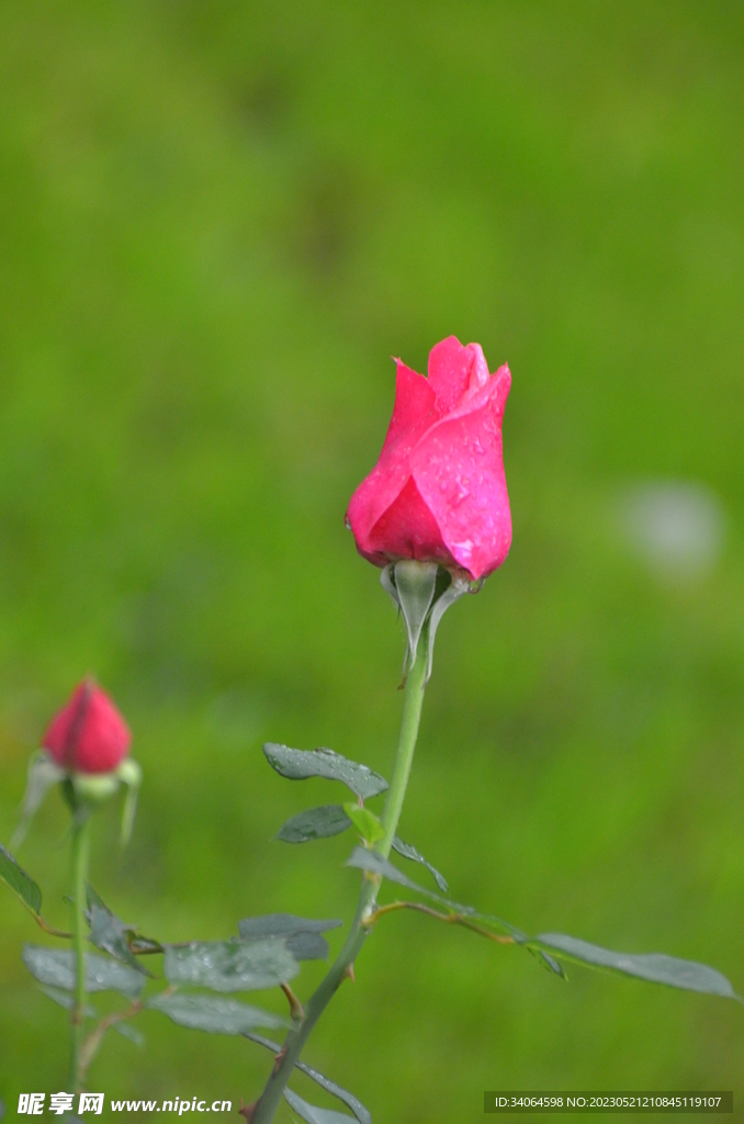 月季花蕾