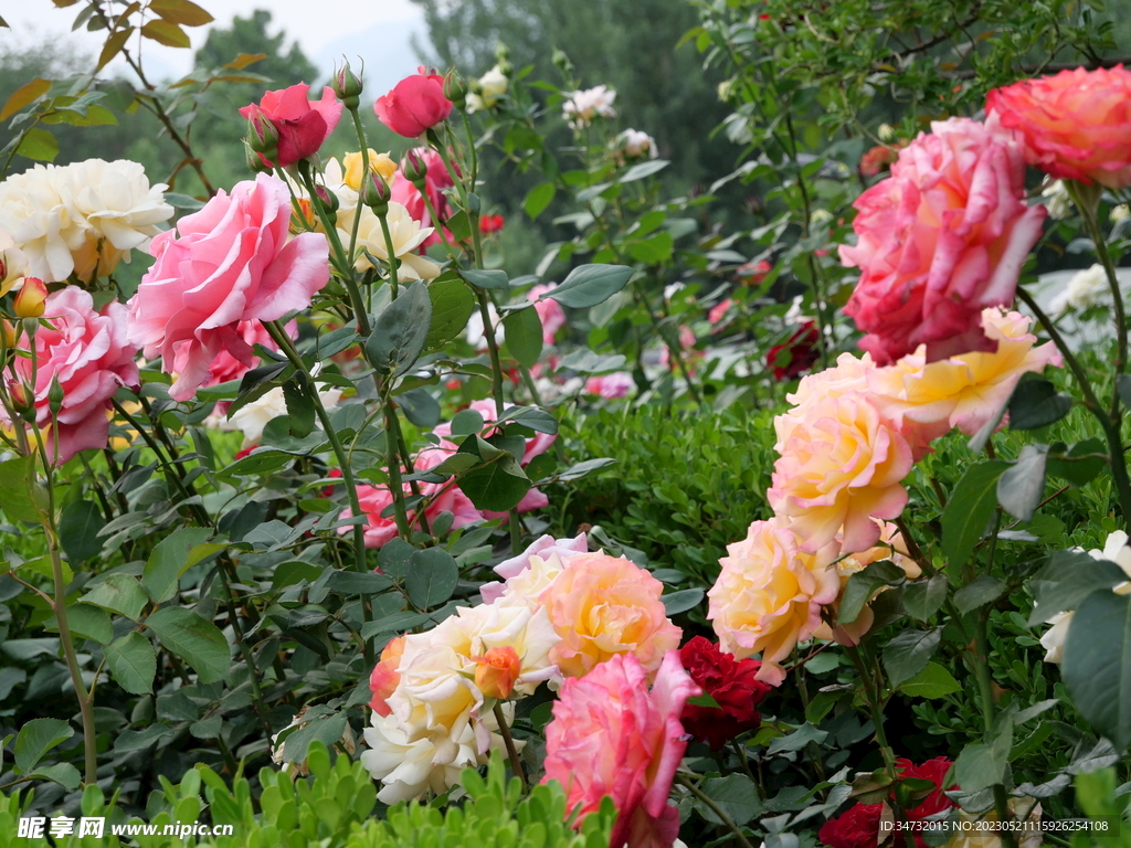 月季花