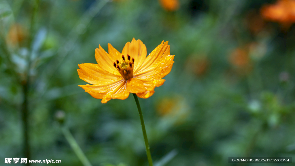 格桑花