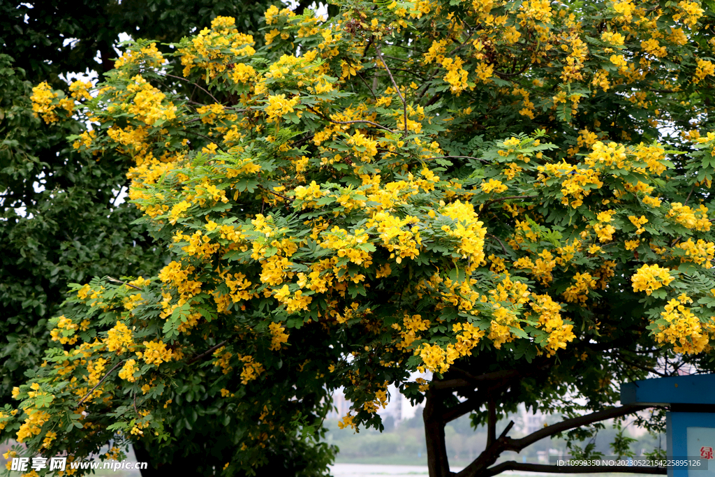 黄槐决明花