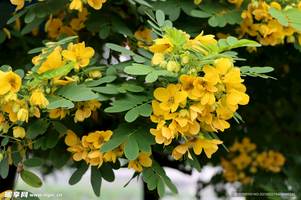 黄槐决明花