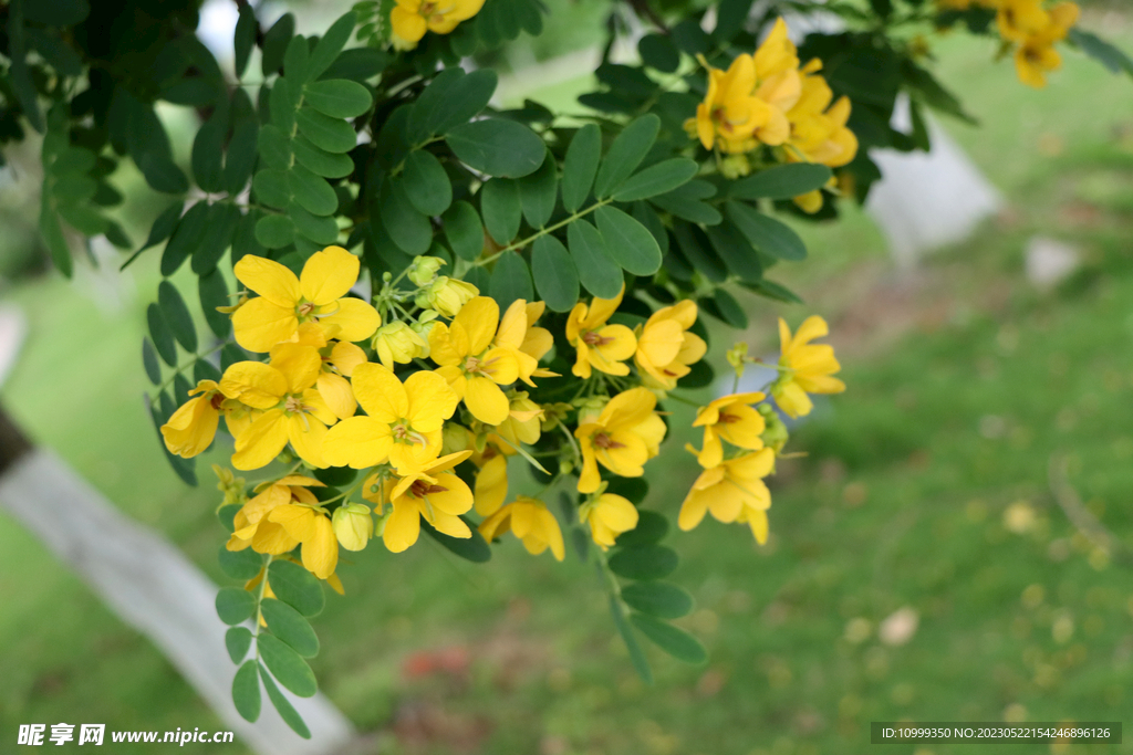 黄槐决明花