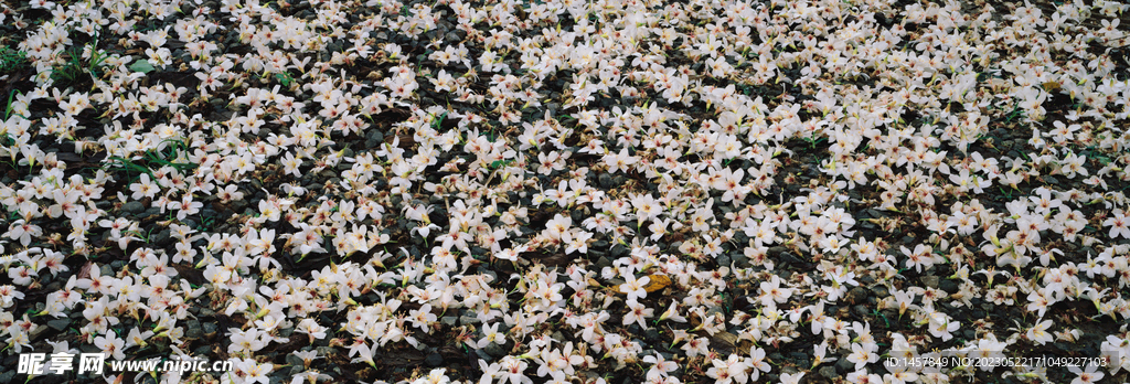 花海全景超清