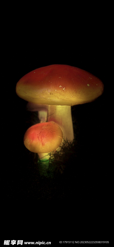 夜晚蘑菇