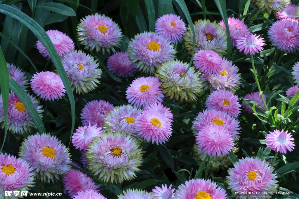 蜡菊