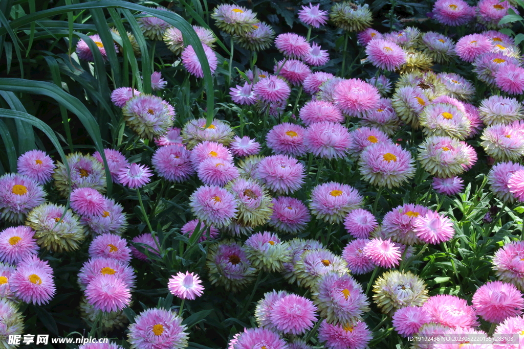 蜡菊  