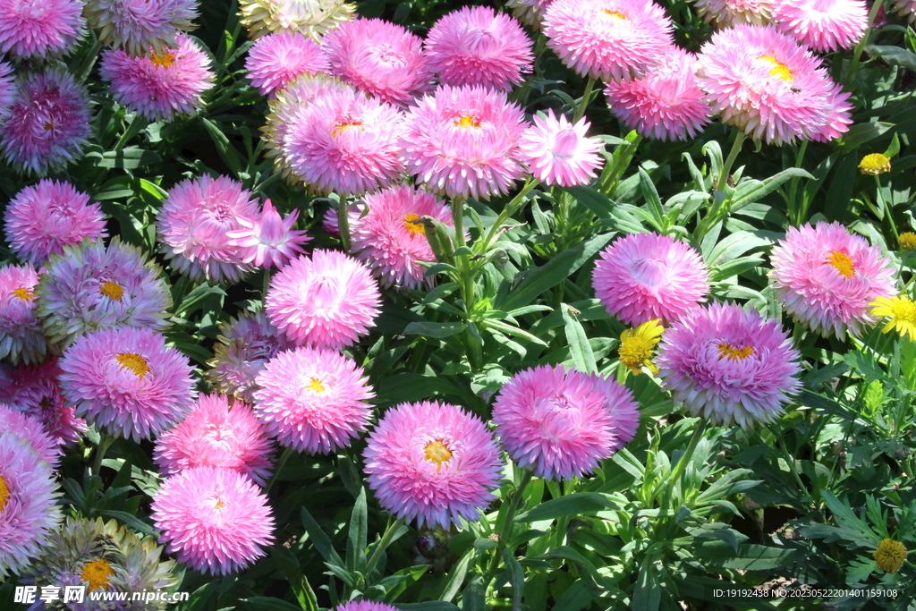 蜡菊 