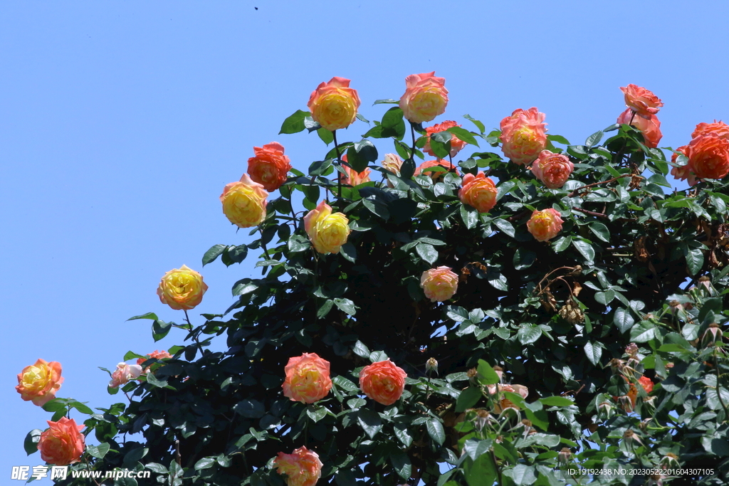 月季花