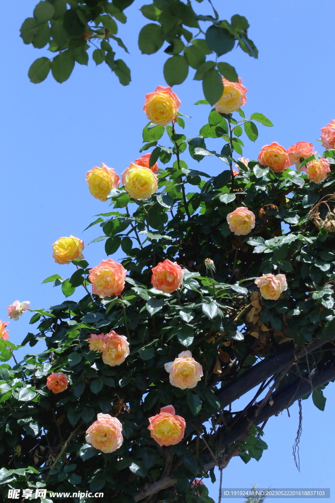 月季花