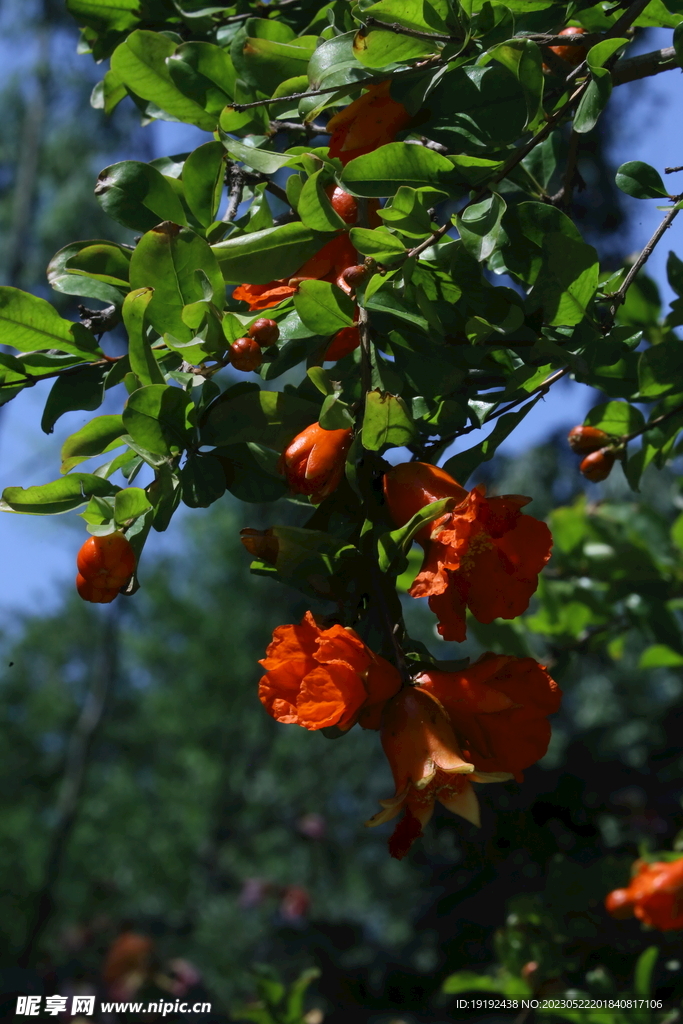 石榴花 