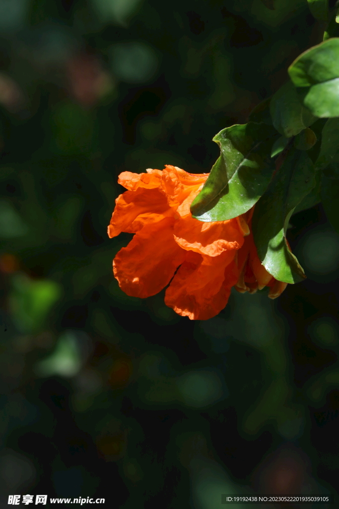 石榴花 
