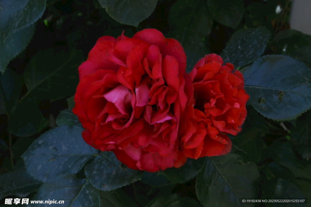 月季花