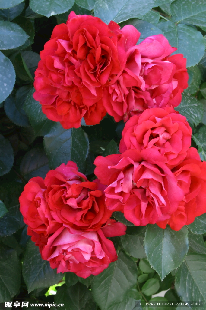 月季花 